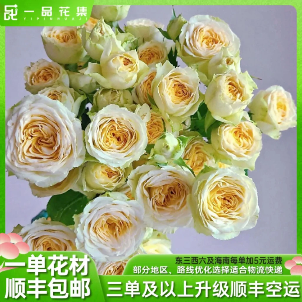 【一品花集】【牛油果】多头玫瑰鲜花清新色夏季推荐一单包邮