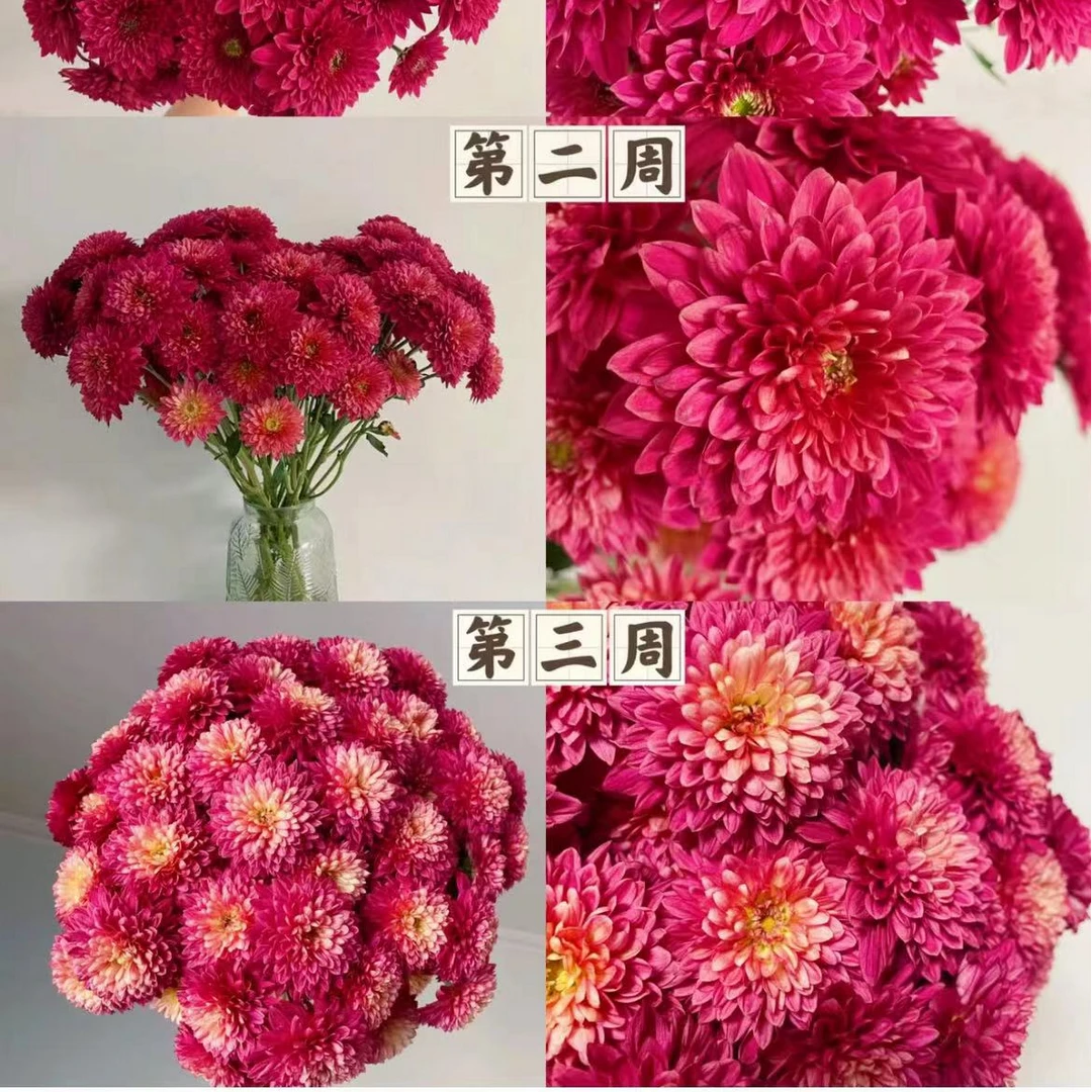 【一品花集】【红丹特】小菊好养花期长会变色小菊全场满1单包邮