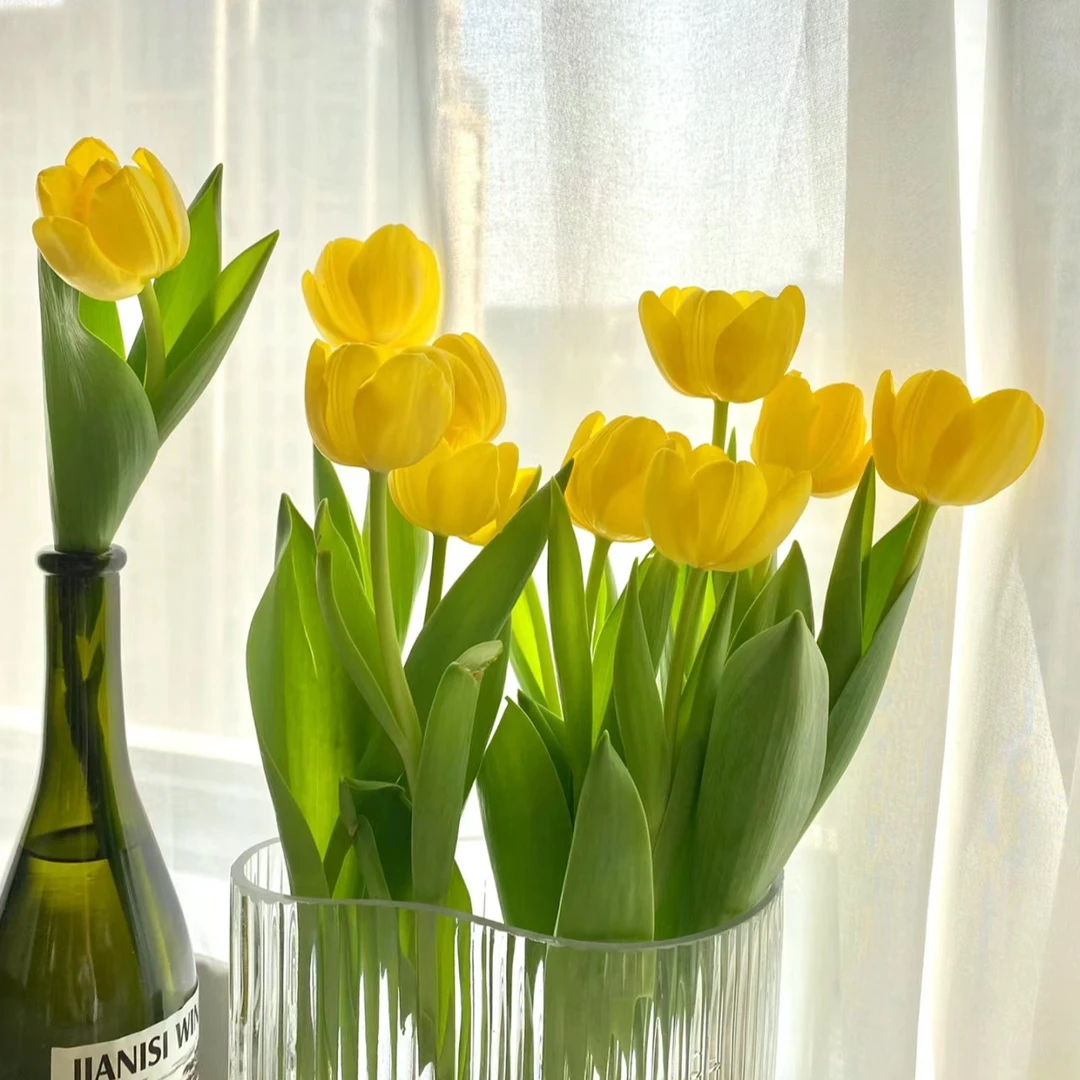 【一品花集】【麦田】郁金香 云南昆明基地直发家用鲜花