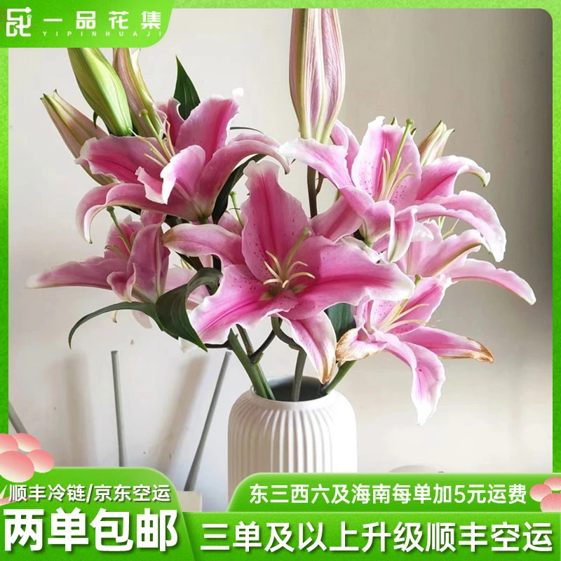 【一品花集】【索尔邦】小花苞单瓣香水百合 全场任意鲜花满两单包邮