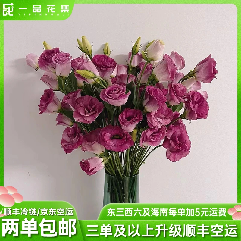 【一品花集】【立深】(言欢)霓紫洋桔梗 全场任意鲜花满两单包邮
