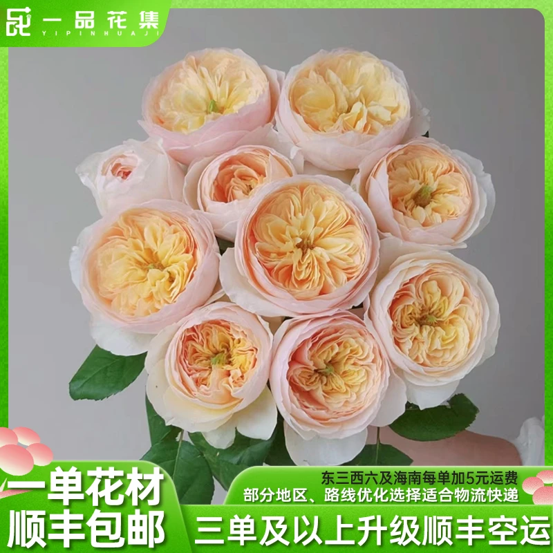 【一品花集】【朱丽叶】单头玫瑰【带包装醒花】一单顺丰包邮