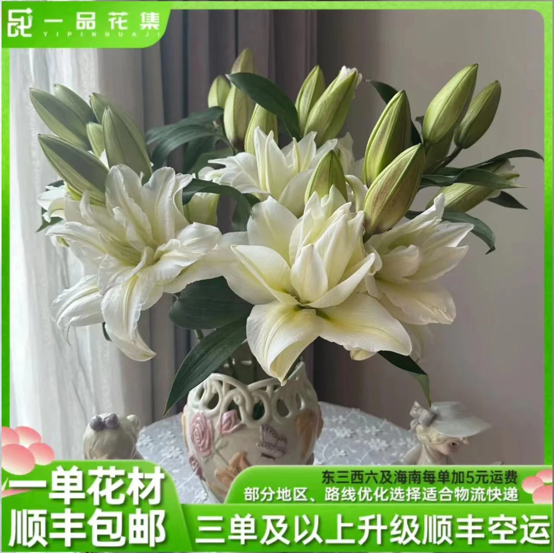【一品花集】稀有【伊凡娜】重瓣百合仙气十足 一单顺丰包邮