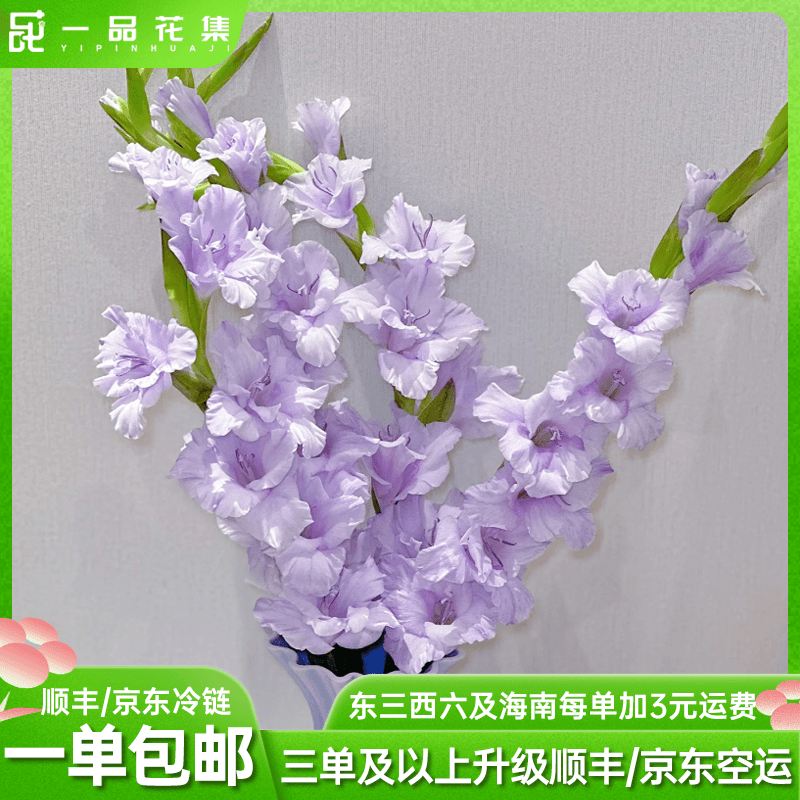 【一品花集】【香芋紫】剑兰一扎鲜切花  全场任意鲜花满两单包邮