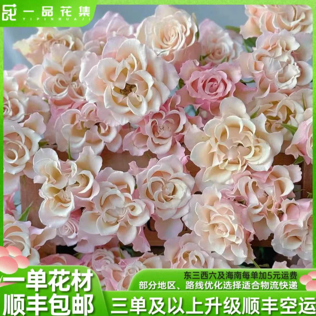 【稀有】【卓夫特】稀有多头玫瑰   全场满一单顺丰包邮