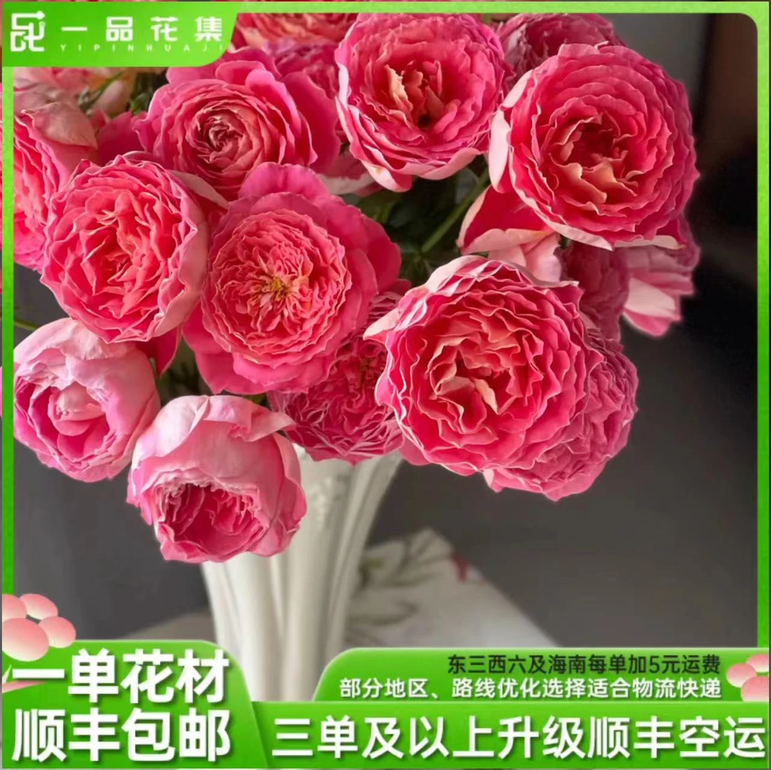 【一品花集】【奢香夫人】高品质单头玫瑰清爽温柔全场任意满1单包邮