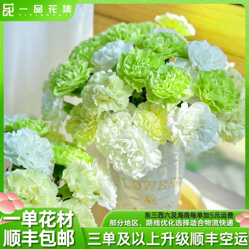 【专属浪漫】【薄荷冰】单头康乃馨 夏季清新色系全场任意满一单包邮