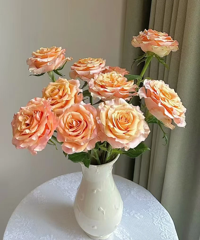 【一品花集】【锦鲤】单头玫瑰 普通养护新鲜叶子一单包邮