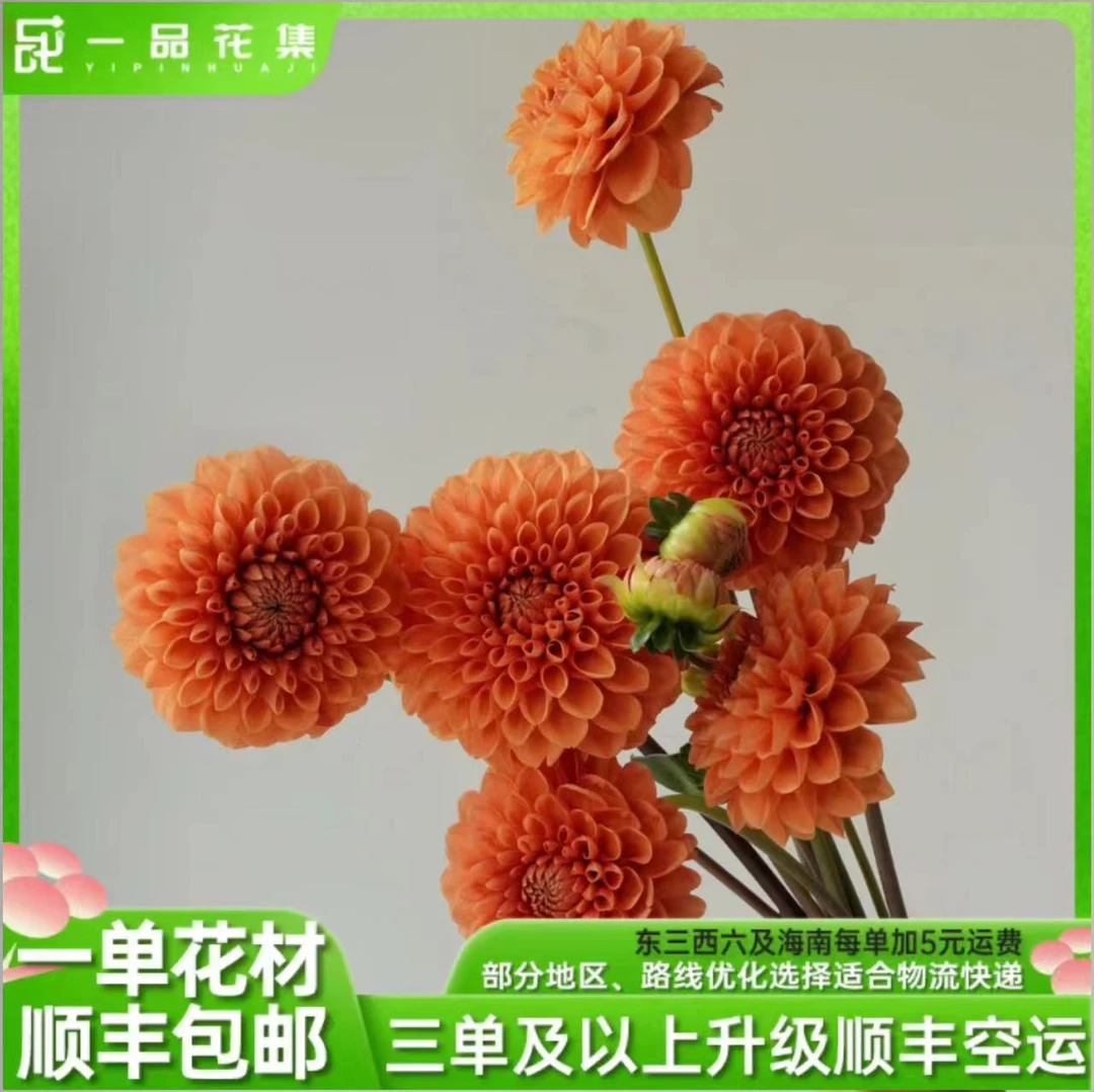 【一品花集】【橘子汽水】大丽花一扎鲜切花精致花材全场满1单包邮
