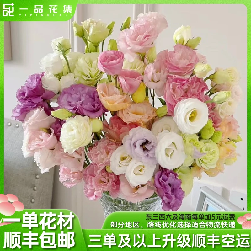【一品花集】【混色洋桔梗】五彩缤纷洋桔梗 一单顺丰包邮