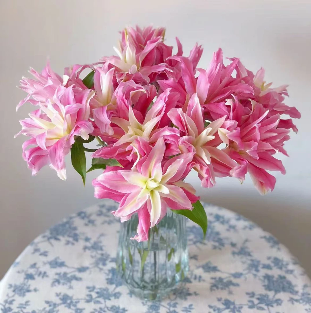 【一品花集】【九尾红狐】重瓣香水百合