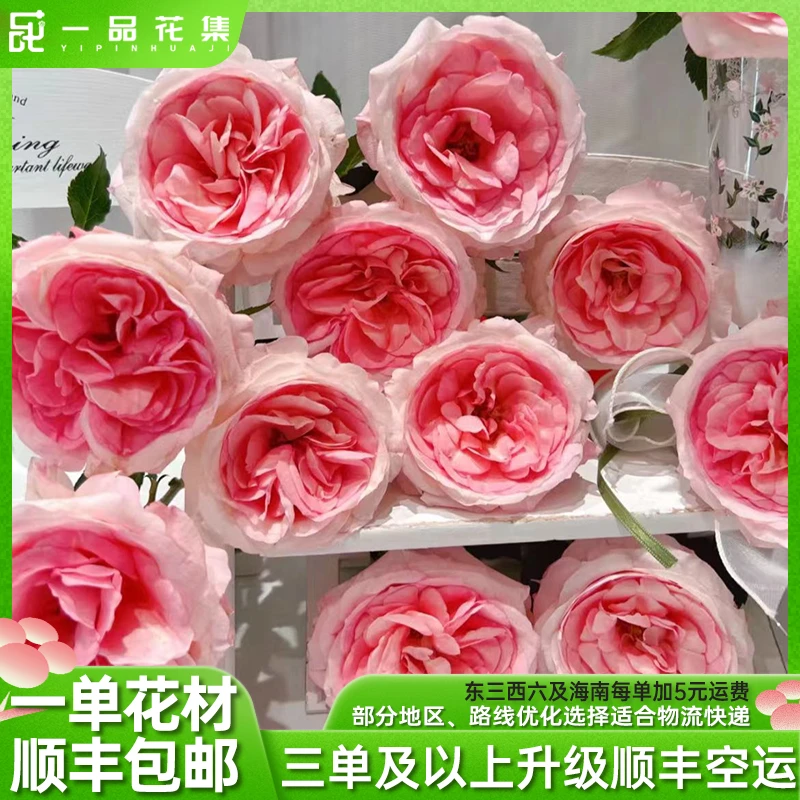 【一品花集】【绿光梦露】单头玫瑰 一单顺丰包邮