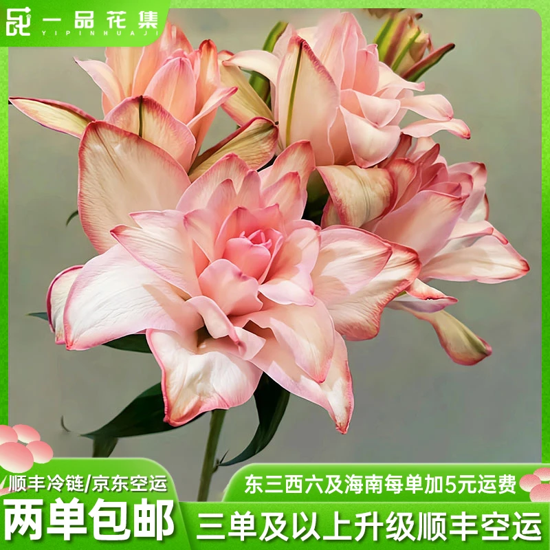 【一品花集】樱花季节吸色重瓣百合颜色有一定差异全场满两单包邮