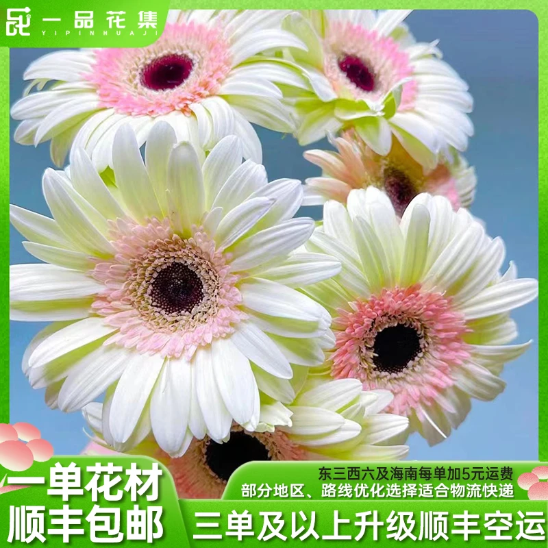 【一品花集】【辛迪】非洲菊 奶呼呼ins风 一单顺丰包邮