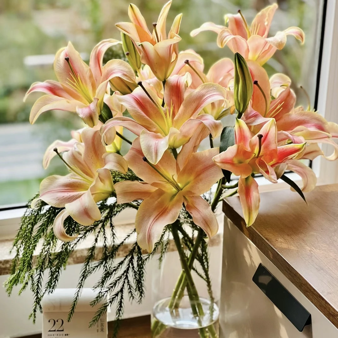 【一品花集】【一见钟情】单瓣百合