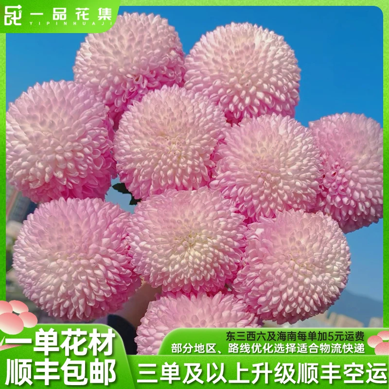【一品花集】九号地块【 粉紫乒乓菊】 大头养量展示一单顺丰包邮