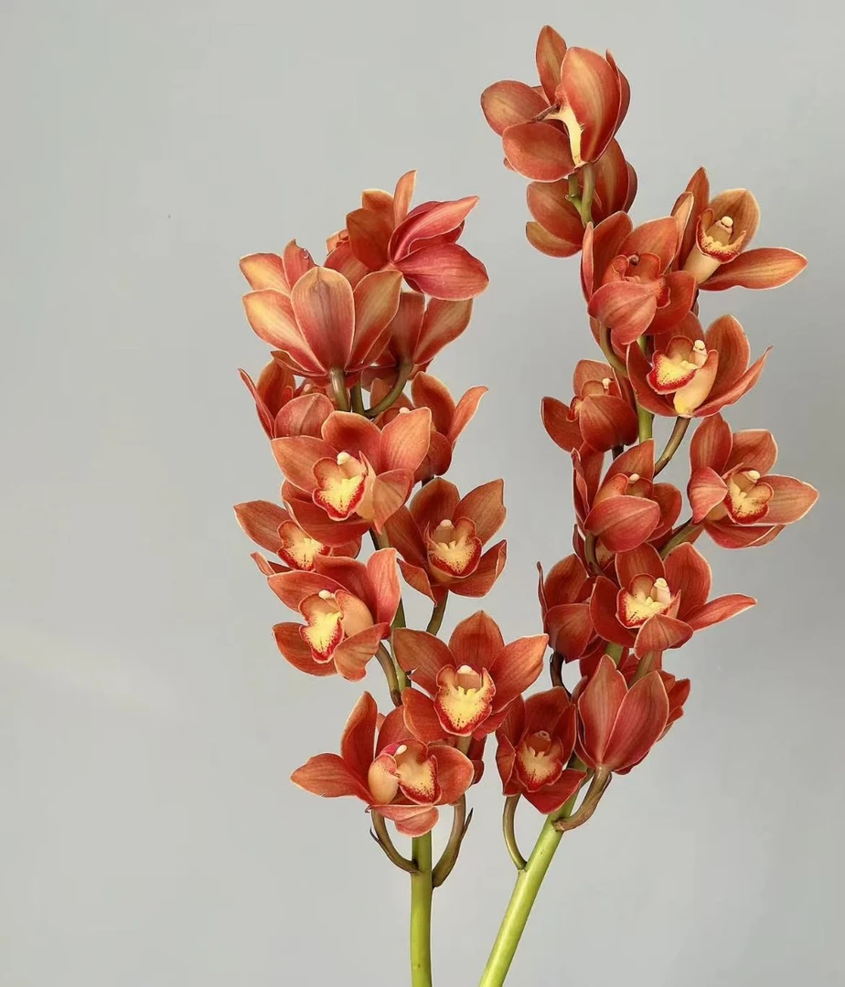 【一品花集】【特级咖色】大花蕙兰一支鲜切花精致花材全场满1单包邮