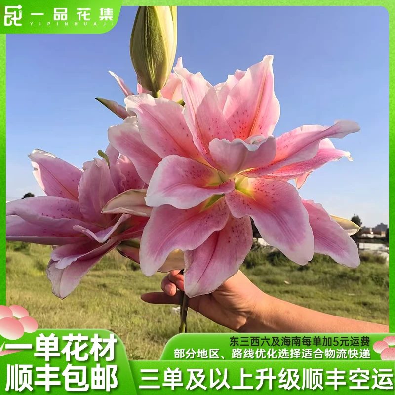 【一品花集】【火凤凰】重瓣香水百合  一单顺丰包邮