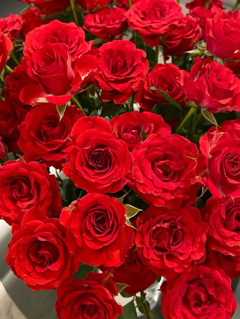 【一品花集】【优雅公主】多头玫瑰