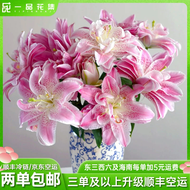 【一品花集】粉拉菲重瓣香水百合 鲜切花全场任意满两单包邮