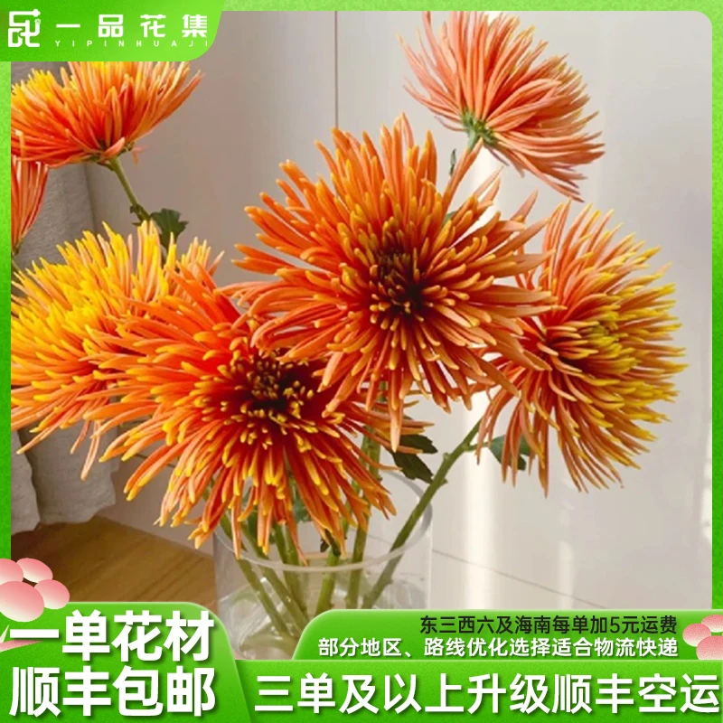 【一品花集】【橙色烟花菊】一扎鲜切花全场满一单顺丰包邮