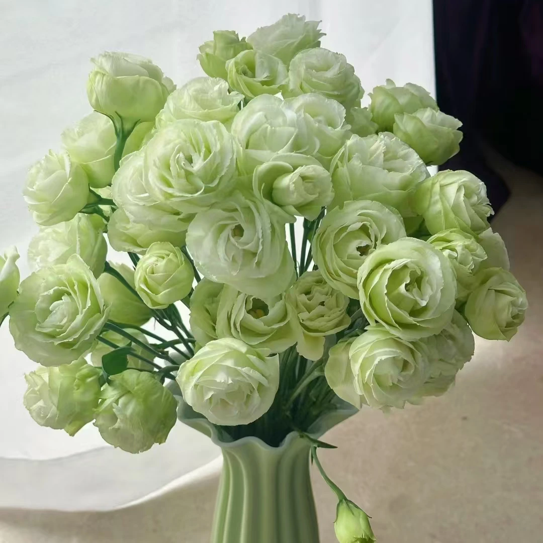 【一品花集】立深【碧螺洋桔梗】洋桔梗