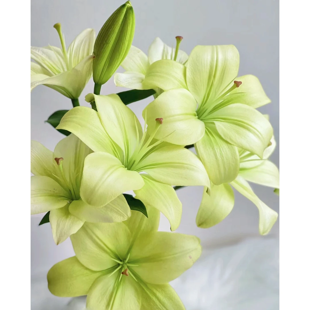 【一品花集】童年【亚百合小花苞】绿色清新色