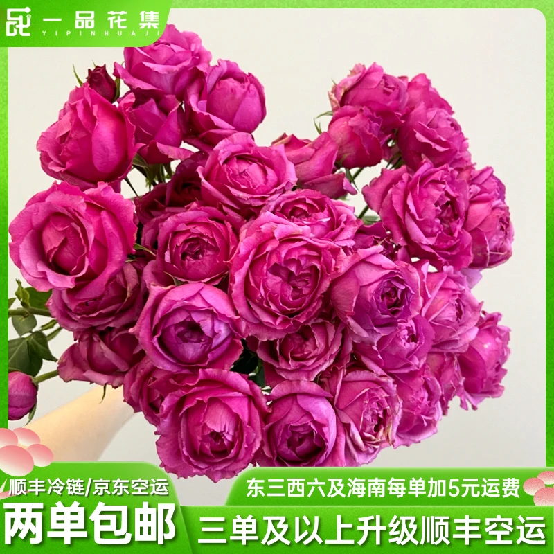 【一品花集】迷雾泡泡多头玫瑰艳丽紫红色鲜切花全场任意满两单包邮