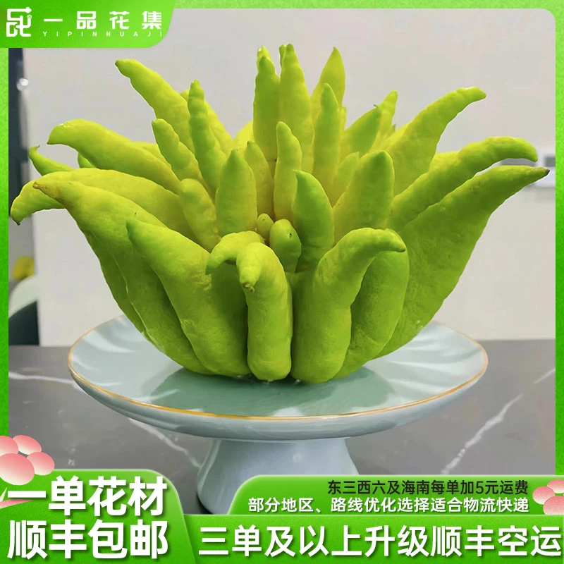 【一品花集】佛wang【佛手柑】一物一拍可做干花味道清新