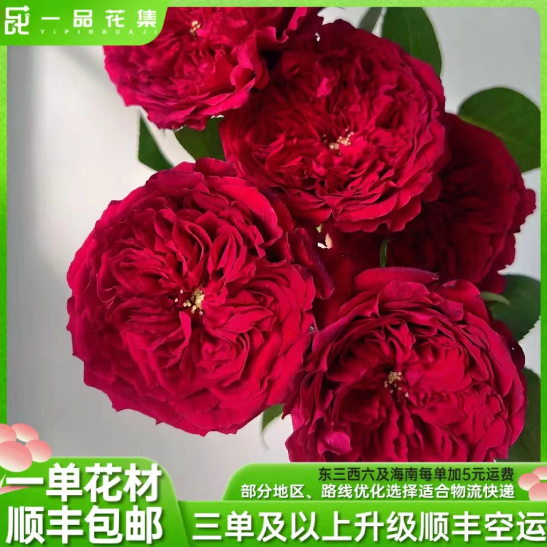 【一品花集】【绿光苔丝】展示单头玫瑰奥斯丁花型一单顺丰包邮