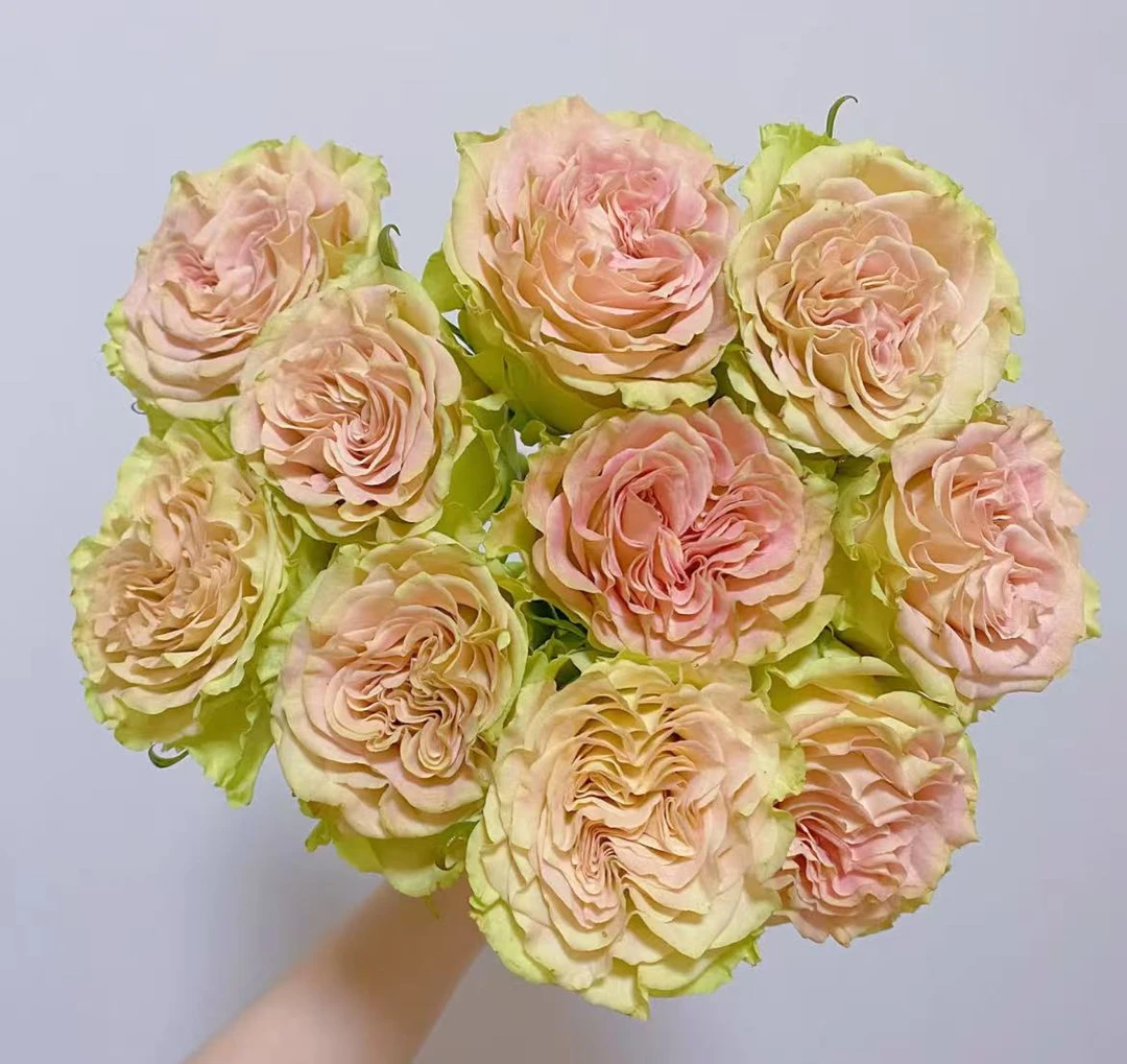 【一品花集】【上官婉儿】单头玫瑰 鲜切花清新色