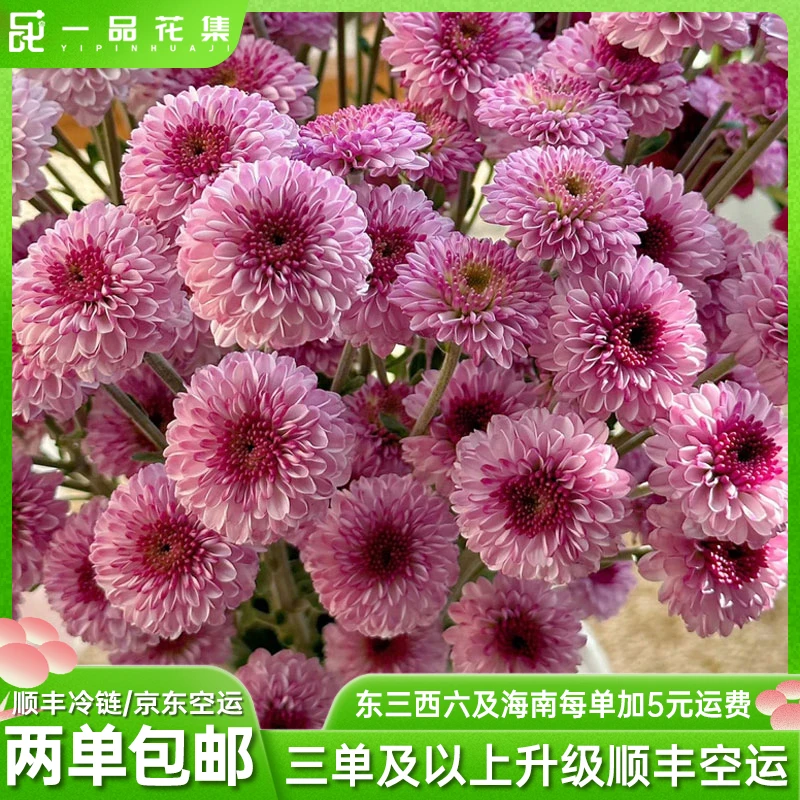 【一品花集】【粉妍】小菊 夏日推荐 花期长 全场任意鲜花满两单包邮