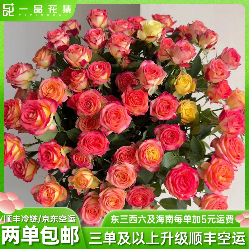 【一品花集】爱丽丝多头玫瑰精选鲜花新鲜 全场任意鲜花满两单包邮