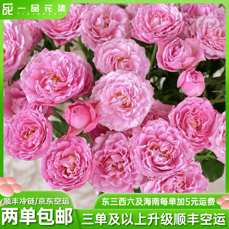 【一品花集】【富贵朱丽叶塔】多头玫瑰波浪边推荐养护全场满两单包邮