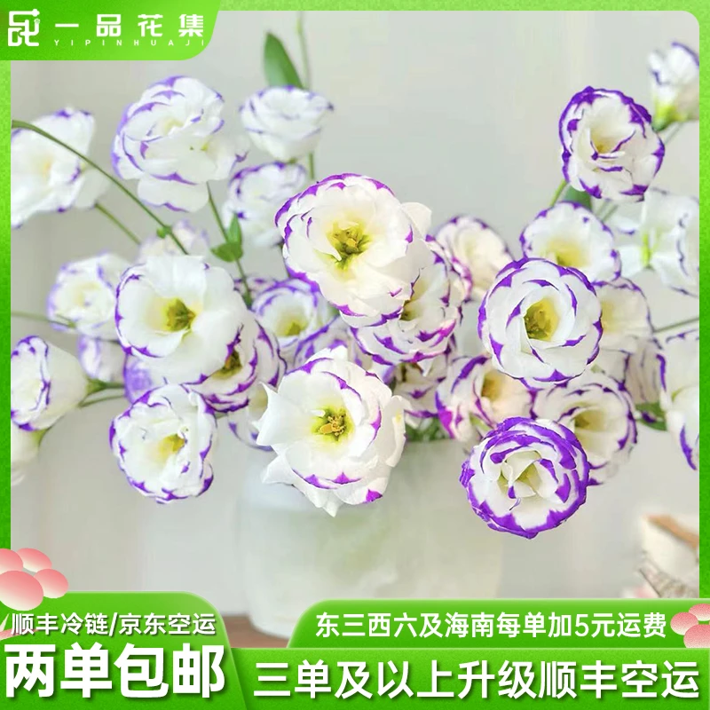 【一品花集】短笛紫边洋桔梗600克全场任意满两单包邮