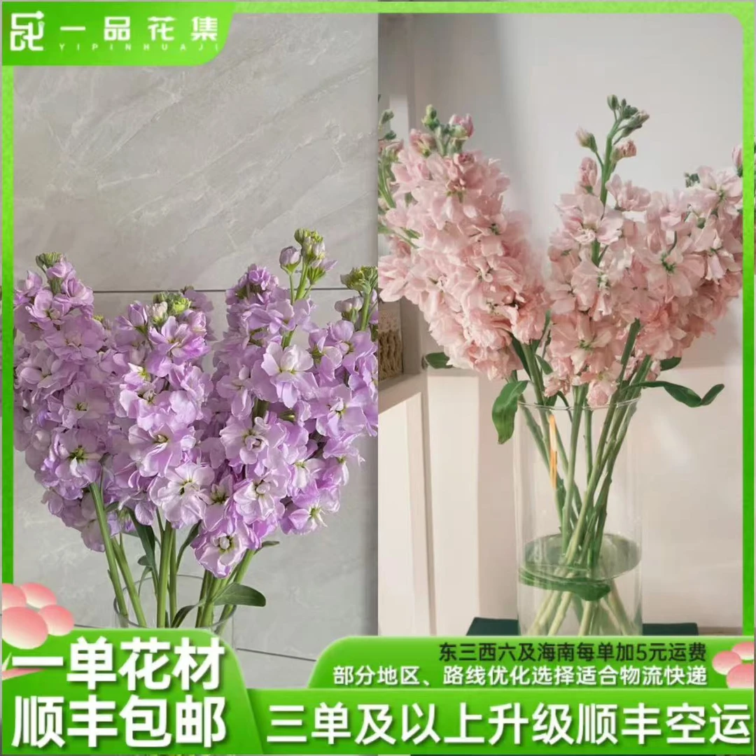 【一品花集】【粉紫双拼紫罗兰】紫罗兰鲜切花全场满1单包邮
