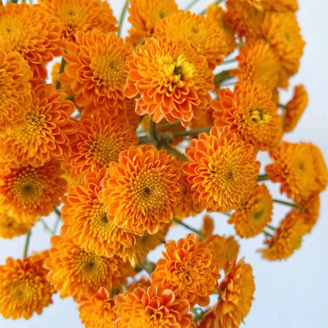 【一品花集】【乔尼】小雏菊 云南昆明基地直发家用鲜花