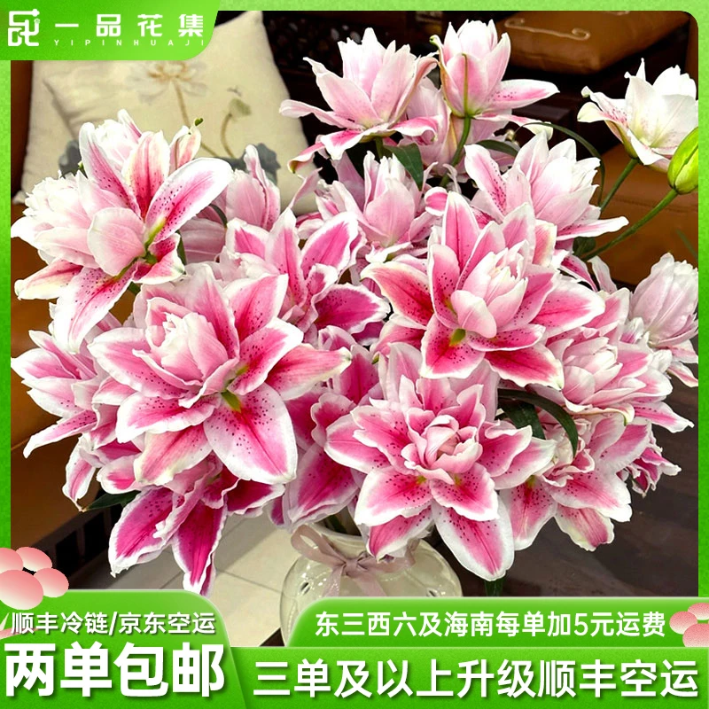 【一品花集】【火星之恋】重瓣百合夏季好养 全场任意鲜花满两单包邮