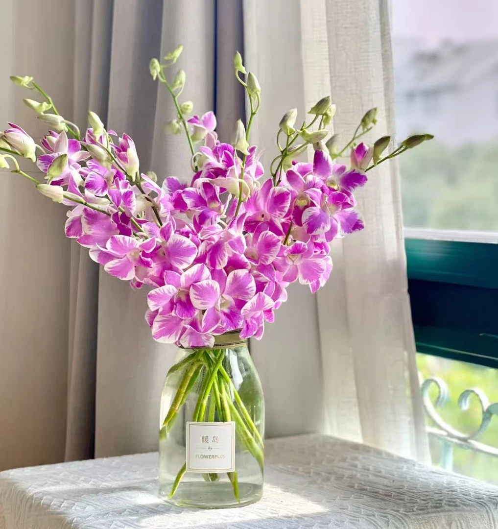 【一品花集】【猫爪洋兰】心心念念鲜切花1份