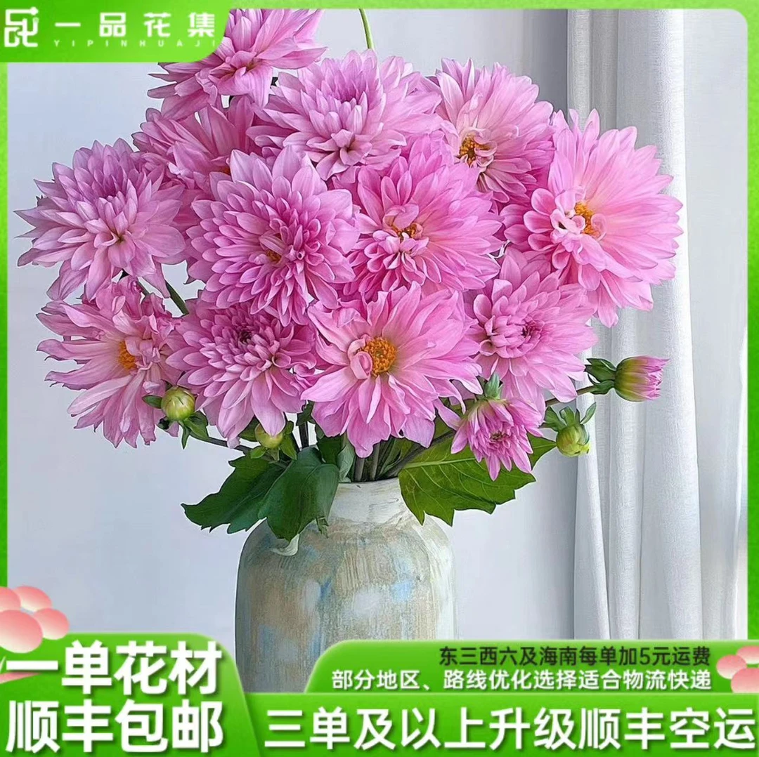【一品花集】【蜜桃千层】大丽花新鲜养护 惊艳系列 鲜切花一单包邮