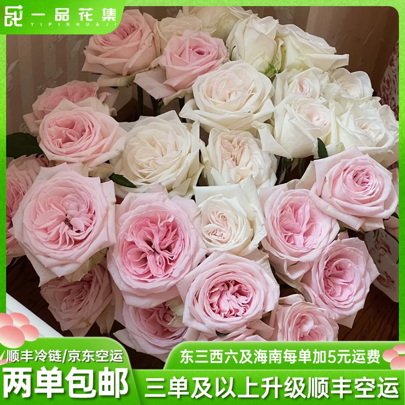 【一品花集】【粉荔枝+白荔枝】单头玫瑰精选鲜花 全场任意满两单包邮