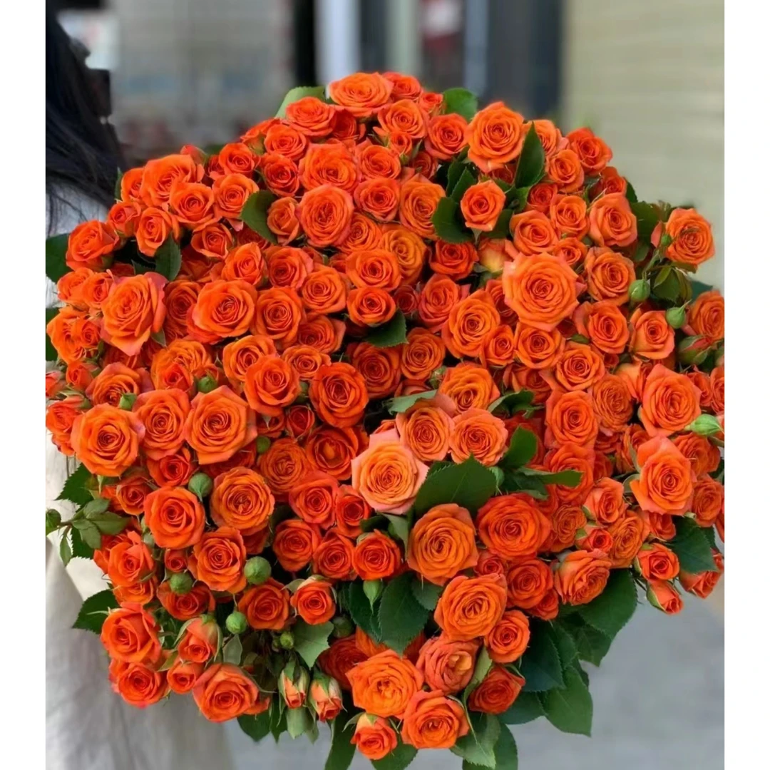【专属浪漫DR】橙芭比多头玫瑰  云南源头现采现发 基地直发