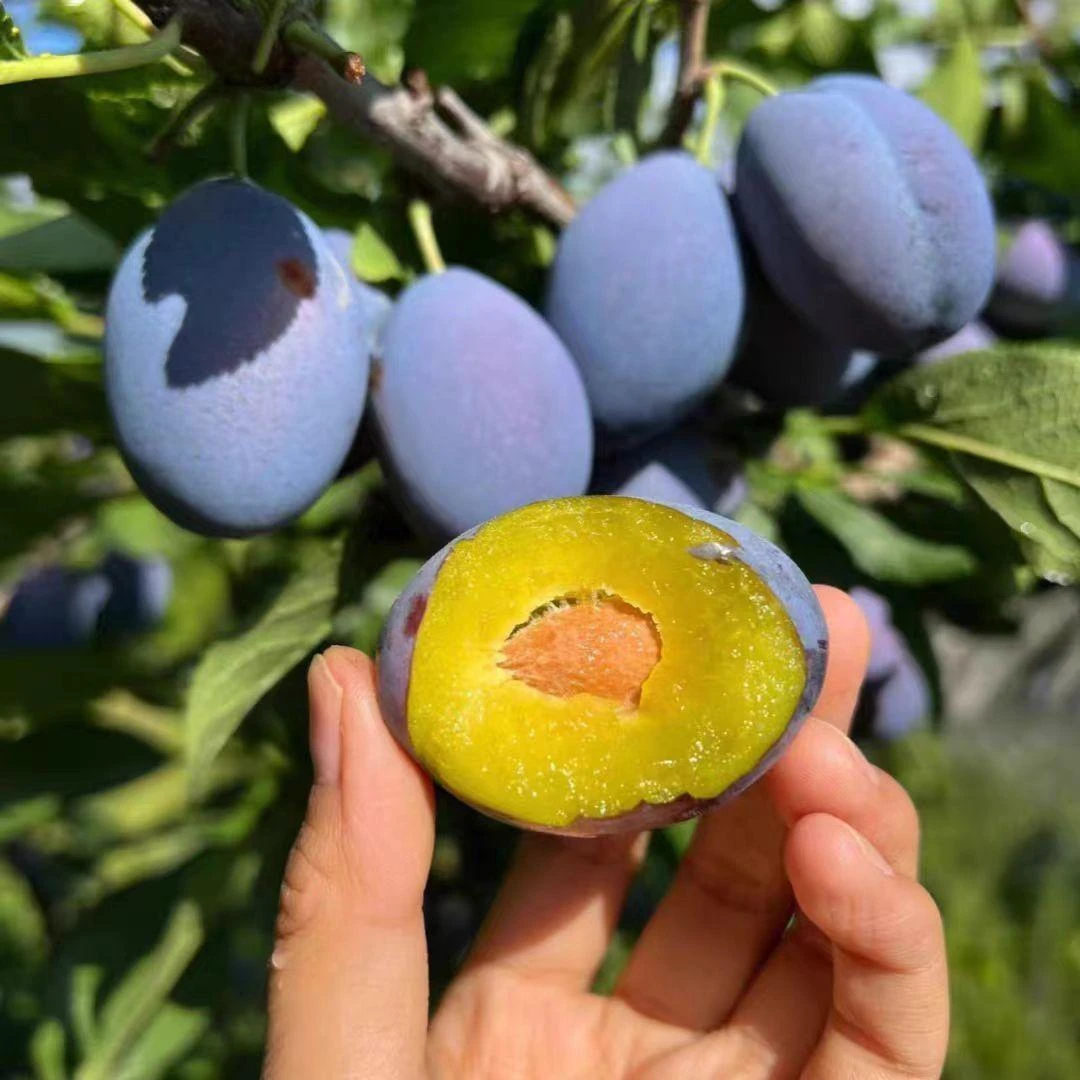 西梅李子树苗嫁接苗盆栽地栽南方北方都可种植