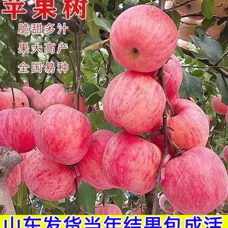 苹果树果树果苗南北方种植耐寒苹果树苗嫁接红富士盆栽地载小树苗