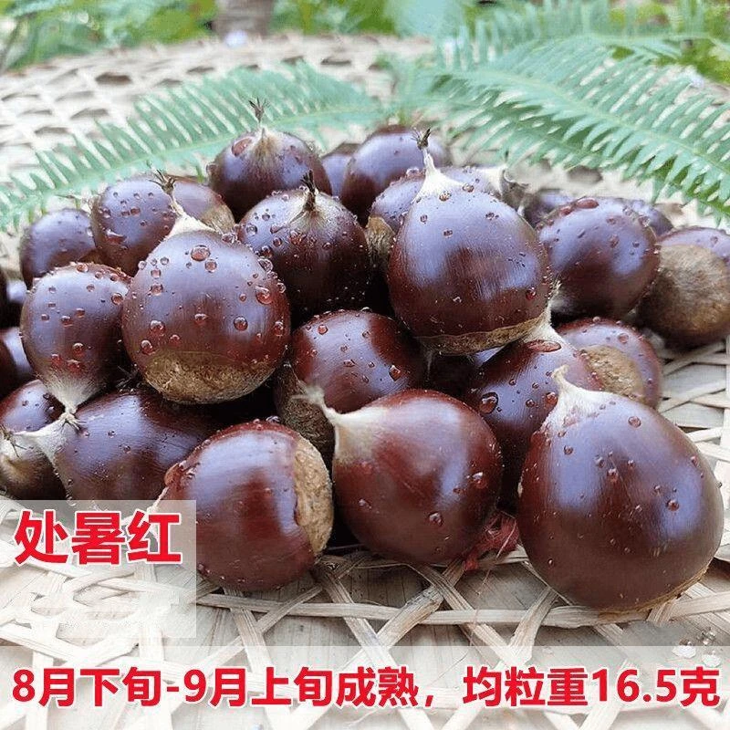 嫁接建瓯锥栗处暑红板栗树苗粉面甜尖栗子苗南方北方种植当年结果