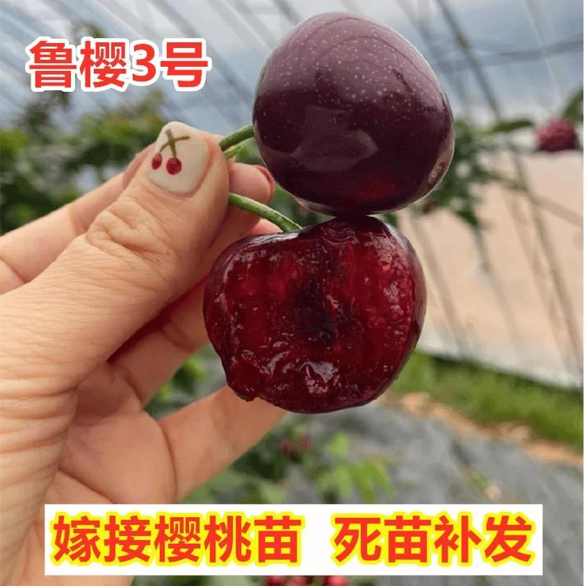 鲁樱3号樱桃树苗嫁接车厘子树苗南方北方种植三号大樱桃苗盆地栽