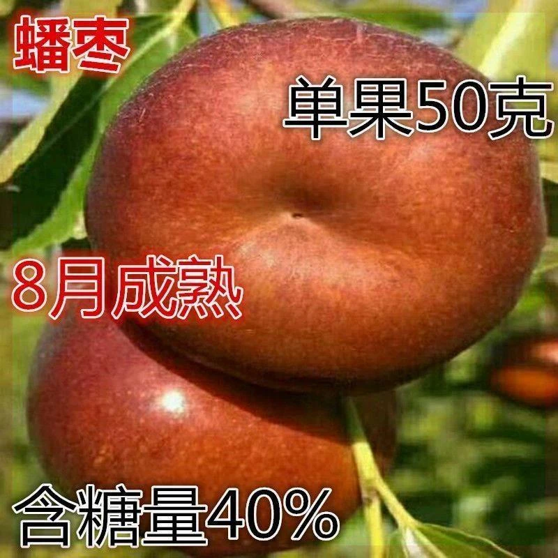 蟠枣树苗 枣树苗嫁接枣树苗当年结果盆栽地栽枣树苗 南北方种植苗