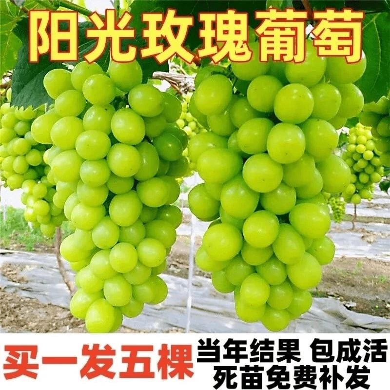 阳光玫瑰葡萄苗夏黑嫁接苗北方南方种植巨峰耐寒葡萄树苗当年结果