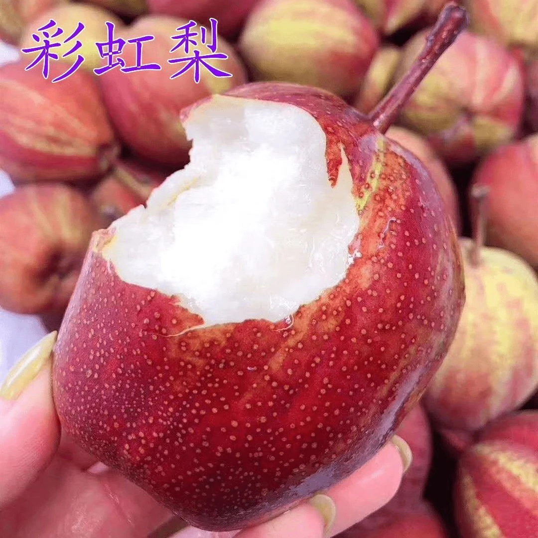 梨树苗早酥红梨树苗彩虹梨果树苗南方北方种植庭院盆栽地栽水果苗