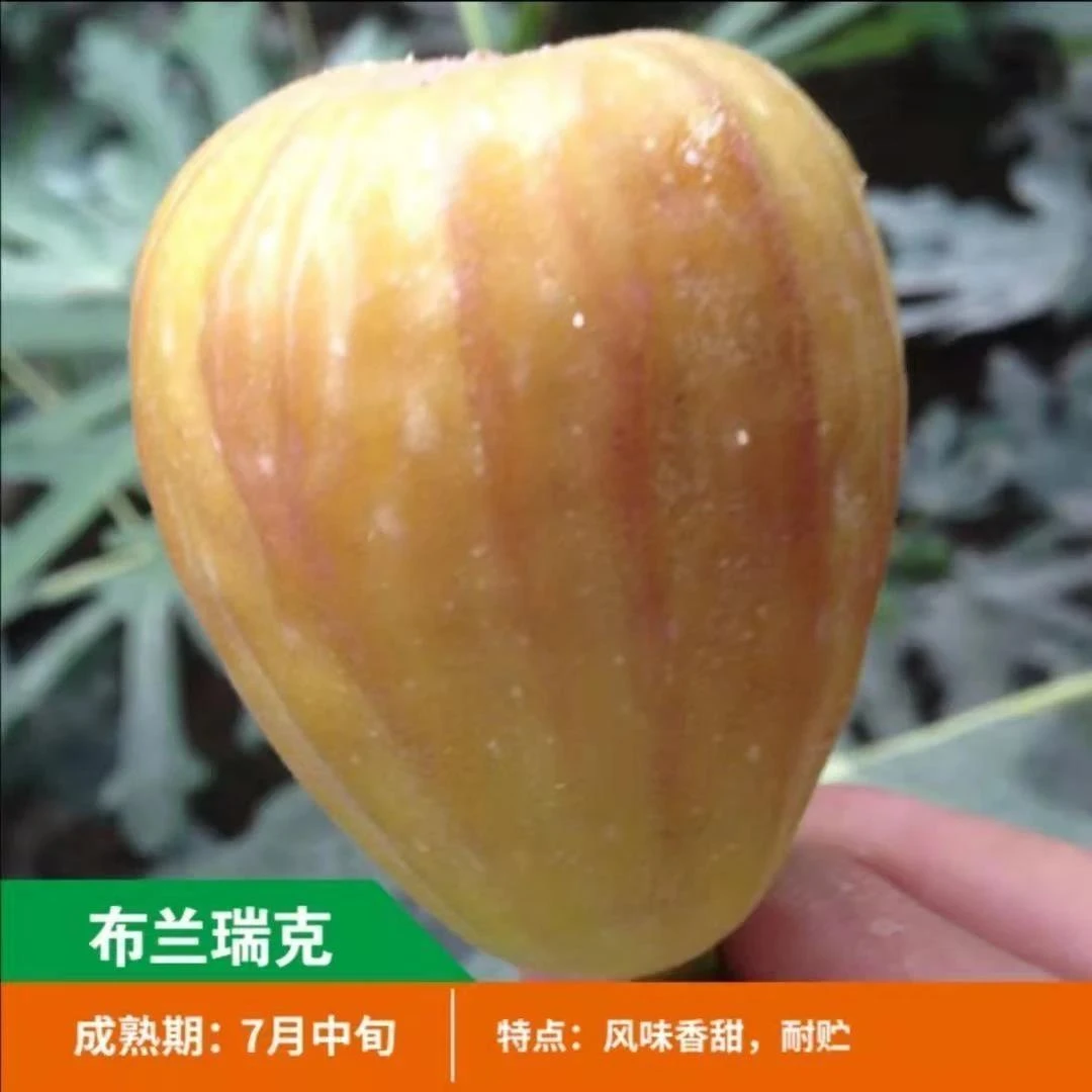 嫁接布兰瑞克无花果树苗南方北方种植庭院阳台盆栽地栽当年结果苗